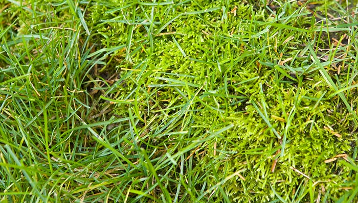 how-to-get-rid-of-moss-in-lawns-hero
